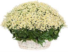 Цветочная композиция из Ромашки в корзине #REPLACE_PRED# Дмитриевке